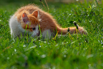Obraz premium The kitten is wandering on the green grass. A cat poses facing forward. A cat urinating in the green field.