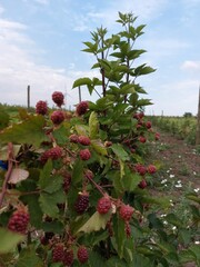unripe blackberries