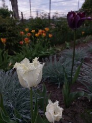 tulips in the garden