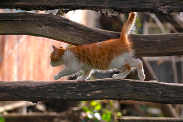 Cute orange white kitten. Cats playing in the garden.the cat between the boards. İzmit, Türkiye.