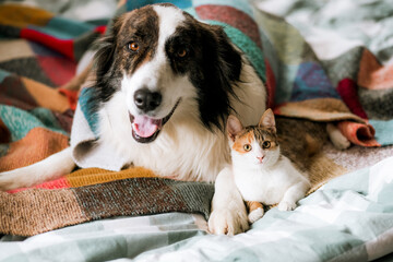 cute little cat and dog in bed at home © Melinda Nagy
