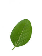 Fototapeta premium Leaves of the bengal fig (Ficus benghalensis)