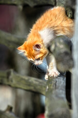 Cute orange white kitten. Cats playing in the garden.the cat between the boards. İzmit, Türkiye.