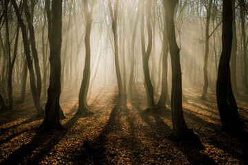 foggy forest in late autumn