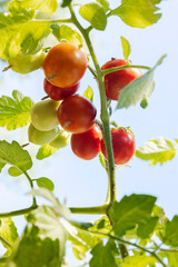 Vertical image of fresh growing tomatoes on branch against sunny blue sky