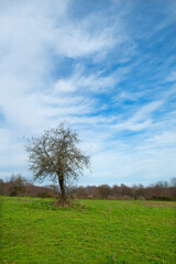Obraz premium Violet Plateau. Flowers bloom on the plateaus in spring. İzmit Türkiye.Lush green meadows on a sunny and cloudy day.