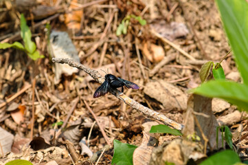 Purple carpenter bee sitting on a branch. Macro photo of a bee