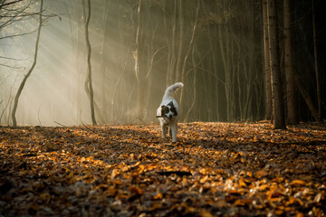 Obraz premium happy white dog playing in foggy forest in late autumn