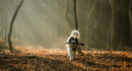 happy white dog playing in foggy forest in late autumn