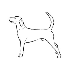Happy American Foxhound peeking dog. Foxhound portrait. Black and white vector illustration.