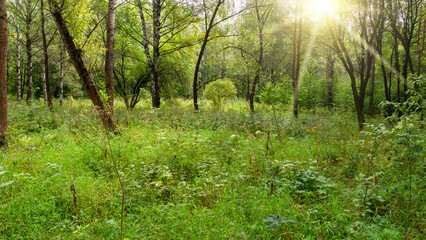 Sunlight Filtering Through Forest Canopy on Summer Day
