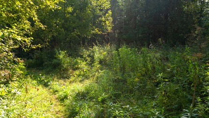 Fototapeta premium Deciduous forest on a sunny summer day