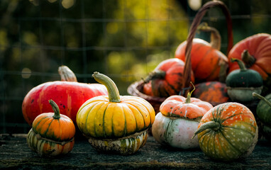 autumn decorative pumpkins. Thanksgiving or Halloween holiday  harvest concept.