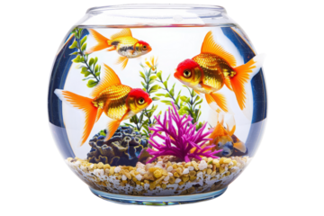 Goldfish fish jumping in bowl aquarium , isolated Transparent background 