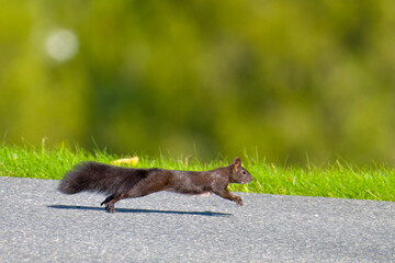 Schwarzes Eichhörnchen rennt über eine Straße © Karin Jähne