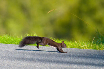 Schwarzes Eichhörnchen rennt über eine Straße © Karin Jähne