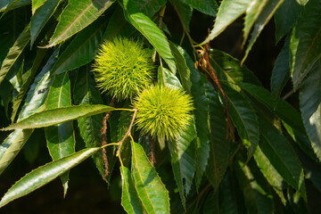 green Chestnut bur in forest