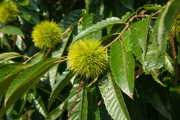 green Chestnut bur in forest