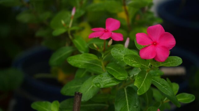 closeup of Red Catharanthus roseus or periwinkle also called sadabahar or sadasuhagan flower blooms in the garden