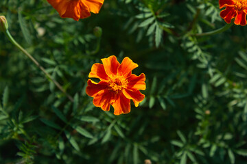 These are red marigolds blooming in the flower bed.