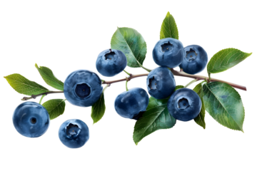 Blueberry branch with leaves PNG