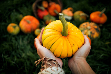 awoman holding autumn decorative pumpkins. Thanksgiving or Halloween holiday  harvest concept.
