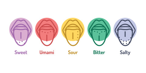 Five taste zones in a mouth - sweet, salty, sour, bitter and umami color line icon.