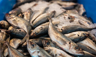Close up fish in a blue box, offered on the weekly market in Rotterdam, Netherlands. Seafood, healthy, chilled goods, market trader, for cooking or frying, fish from the sea, market stall.