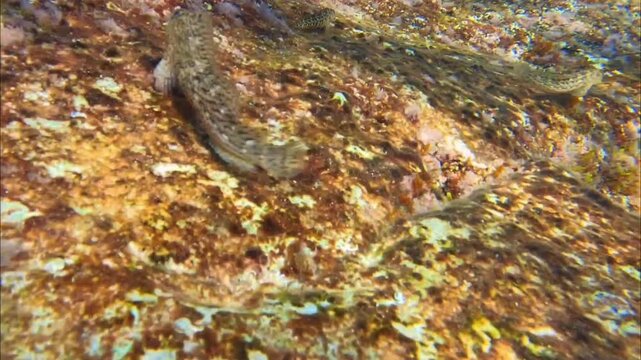 fish called blennius sanguinolentus or rusty blenny