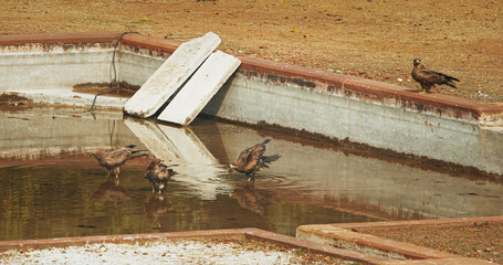 Many birds Black kites - Milvus migrans - Bird sitting near water pool and drinking water. New Delhi, Delhi, India. Doves birds on The Humayun's tomb. Famous place is Tomb of Mughal emperor, Mirza