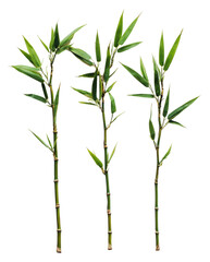 Fototapeta premium Bamboo stalks with green leaves arranged neatly, cut out - stock png.