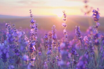 Obraz premium A serene scene of lavender fields at sunset, with the purple flowers glowing in the soft evening light