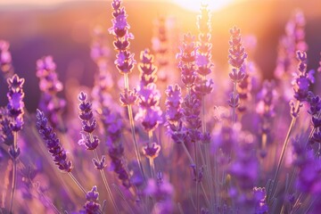 Obraz premium A serene scene of lavender fields at sunset, with the purple flowers glowing in the soft evening light