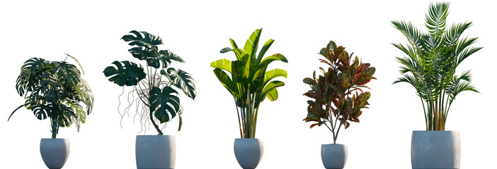 Plants in pots isolated png on a transparent background premium cutout. 3D render  © Roman