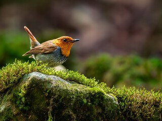 森の中で水場の苔生した岩の上で周りを見渡しているコマドリの雄