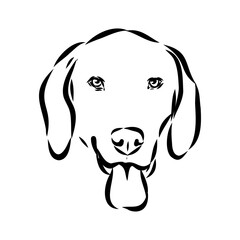 Happy American Foxhound peeking dog. Foxhound portrait. Black and white vector illustration.