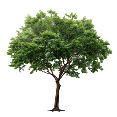 Tree on white background real tree green leaf on white background