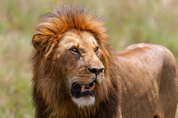 Lion (Panthera leo) Male hanging aroud in the Masai Mara National Reseve in Kenya