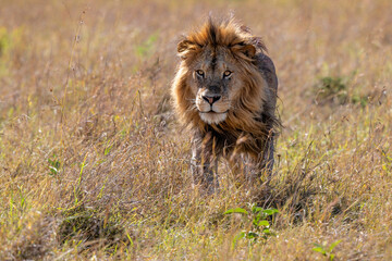 Lion (Panthera leo) Male hanging aroud in the Masai Mara National Reseve in Kenya