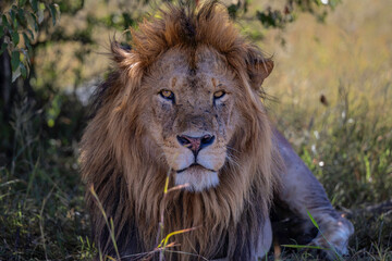 Lion (Panthera leo) Male hanging aroud in the Masai Mara National Reseve in Kenya