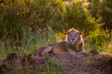 Lion (Panthera leo) Male hanging aroud in the Masai Mara National Reseve in Kenya