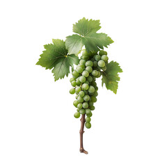 Fresh green grape bunch with vibrant leaves, perfect for illustrating healthy eating, nature, and organic produce.