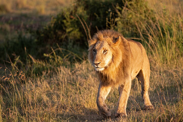 Lion (Panthera leo) Male hanging aroud in the Masai Mara National Reseve in Kenya