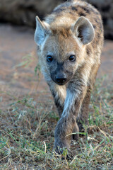Playful Spotted Hyena pup in the early morning hanging around in Mashatu Game Reserve in the Tuli Block in Botswana