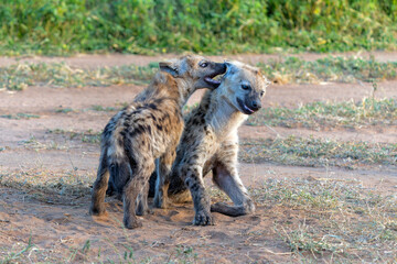 Fototapeta premium Playful Spotted Hyena pup in the early morning hanging around in Mashatu Game Reserve in the Tuli Block in Botswana