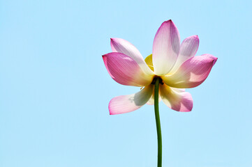 Blossoming lotus flowers