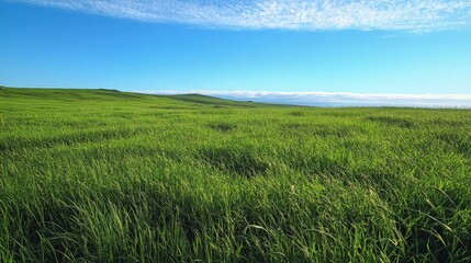 Fototapeta premium A lush, green meadow stretching out under a clear blue sky. The vibrant grass sways gently in the breeze, creating a peaceful and expansive natural landscape.