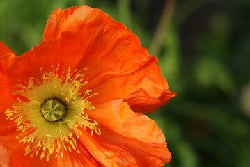 Colourful English Summertime Flowers