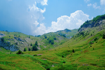 Fototapeta premium protected meadows in northern Montenegro, green hills and blue skies and white clouds