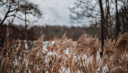 Fototapeta premium Brown dry ears of grass, reed over blurred grey sky, dark tree branches. Moody autumn, winter landscape. Closeup of fading wild plants. Seed stalks. Defocused background. Seasonal nature concept.